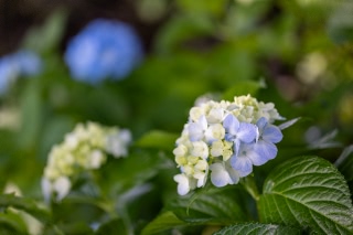 「アジサイ」のサムネイル画像