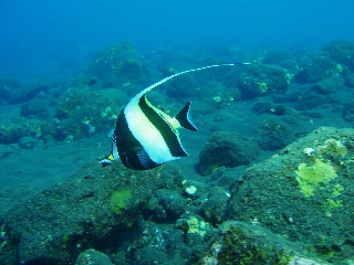 「ツノダシ」のサムネイル画像