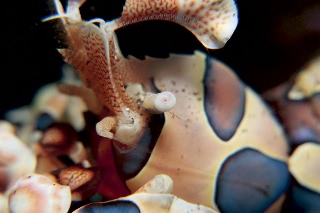 「フリソデエビ(Harlequin shrimp)」のサムネイル画像