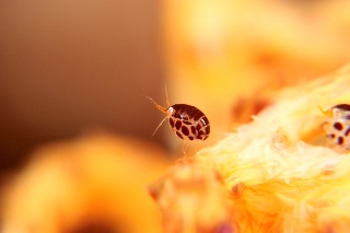 「ホテイヨコエビ科の一種」のサムネイル画像