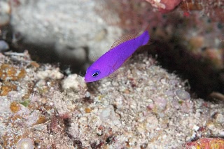 「クレナイニセスズメ」のサムネイル画像