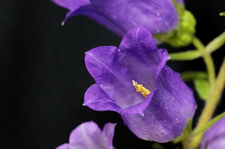 「釣鐘草(風鈴草,蛍袋)」のサムネイル画像