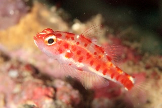 「red-blotched pygmy-goby(レッドブロッチピグミーゴビー)」のサムネイル画像