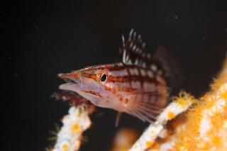 「クダゴンベ(longnose hawkfish)」のサムネイル画像