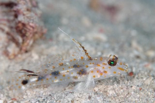 「ハタタテサンカクハゼ」のサムネイル画像