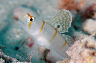 「ニチリンダテハゼ(Randall's prawn-goby)」のサムネイル画像