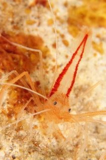 「アーレイボクサーシュリンプ」のサムネイル画像