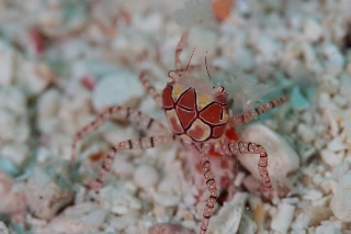 「キンチャクガニ(Boxer crab)」のサムネイル画像