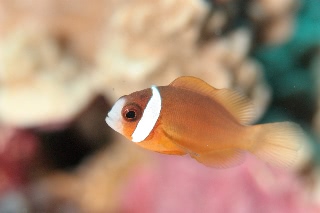 「ダスキー アネモネフィッシュ(レッドアンドブラックアネモネフィッシュ,Red and black anemonefish,dusky anemonefish)」のサムネイル画像