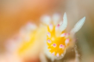 「イガグリウミウシ」のサムネイル画像