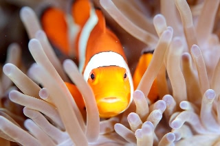 「カクレクマノミ(Western Clown Anemonefish)」のサムネイル画像