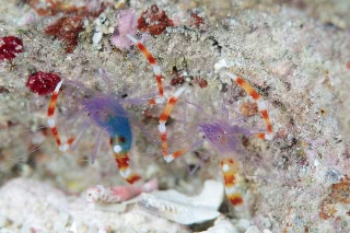 「バイオレットボクサーシュリンプ(Blue boxer shrimp)」のサムネイル画像