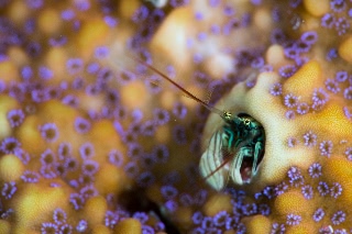 「カンザシヤドカリ(Coral Hermit Crab)」のサムネイル画像
