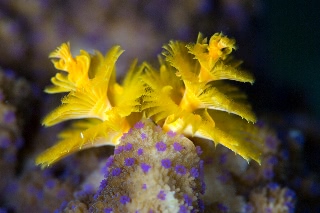 「イバラカンザシ(Christmas tree worm)」のサムネイル画像