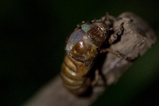 「アブラゼミ」のサムネイル画像