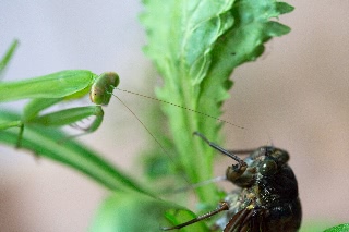 「カマキリ」のサムネイル画像