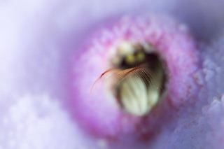 「カンザシヤドカリ(Coral Hermit Crab)」のサムネイル画像