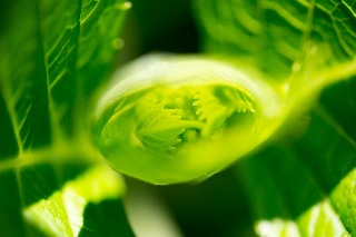 「アジサイ」のサムネイル画像