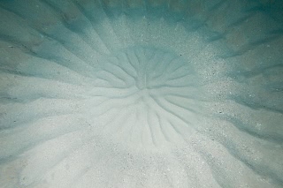 「アマミホシゾラフグ」のサムネイル画像