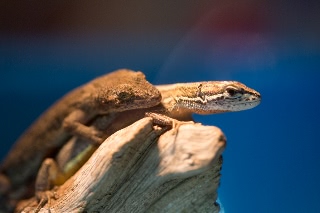 「ヤモリ」のサムネイル画像
