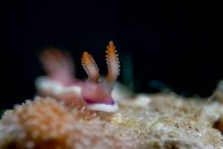 「ウミウシの仲間」のサムネイル画像