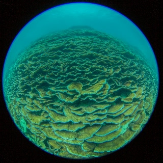 「サンゴの仲間」のサムネイル画像