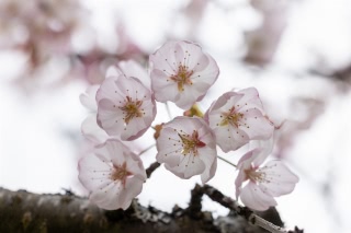 「オオヤマザクラ(エゾヤマザクラ,ベニヤマザクラ)」のサムネイル画像