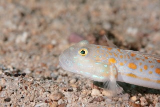 「オトメハゼ(Orange-spotted Sleepergoby)」のサムネイル画像