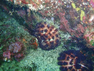 「イイジマフクロウニ」のサムネイル画像