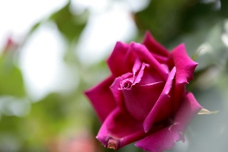 「バラ」のサムネイル画像