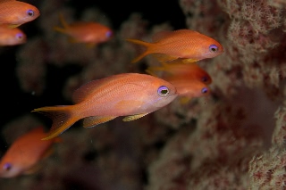 「キンギョハナダイ(Indian)(Indian Lyre-tail Basslet)」のサムネイル画像