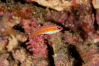 「イトヒキベラ」のサムネイル画像