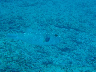 「フグの仲間」のサムネイル画像