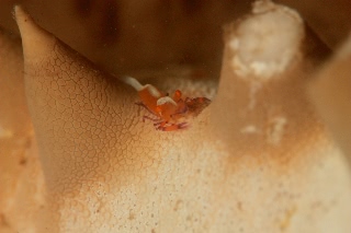 「ウミウシカクレエビ(Imperial partner shrimp)」のサムネイル画像