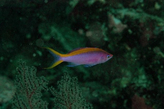 「Yellow Stripe Anthias(イエローストライプアンティアス)」のサムネイル画像