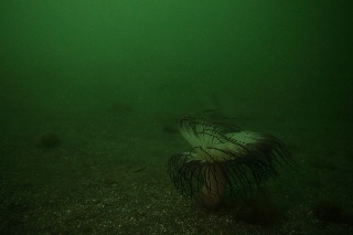 「ムラサキハナギンチャク」のサムネイル画像