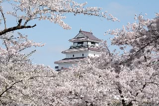 「ソメイヨシノ(染井吉野)」のサムネイル画像