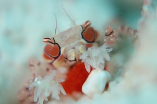 「キンチャクガニ(Boxer crab)」のサムネイル画像