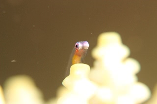 「アカメハゼ」のサムネイル画像