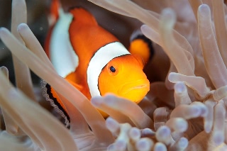 「カクレクマノミ(Western Clown Anemonefish)」のサムネイル画像