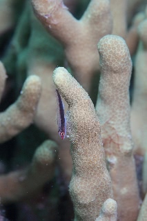 「無題」のサムネイル画像