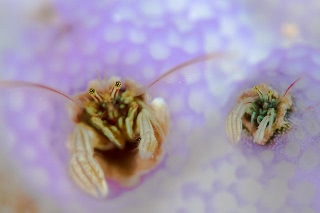 「カンザシヤドカリ(Coral Hermit Crab)」のサムネイル画像