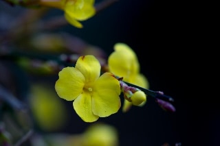 「黄梅」のサムネイル画像