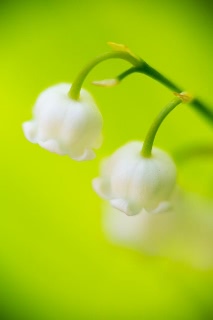 「スズラン」のサムネイル画像