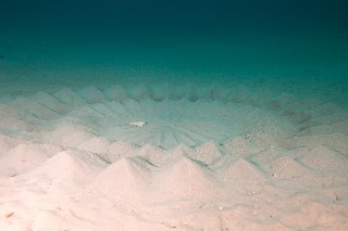 「アマミホシゾラフグ」のサムネイル画像