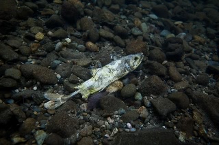 「無題」のサムネイル画像