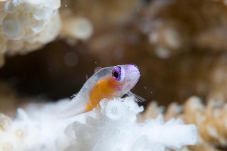 「アカメハゼ」のサムネイル画像