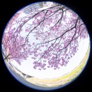 「ヨコハマヒザクラ(横浜緋桜)」のサムネイル画像