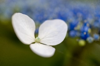 「アジサイ」のサムネイル画像