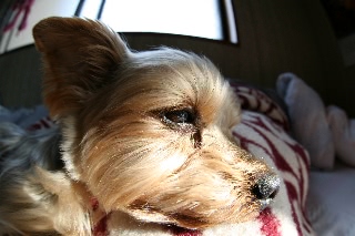 「ヨークシャー・テリア(Yorkshire Terrier)」のサムネイル画像